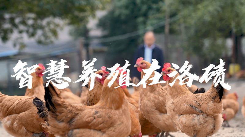 CDMO服务流程：揭秘药物研发的“加速器